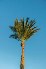 Palma against the blue sky. vertical photo