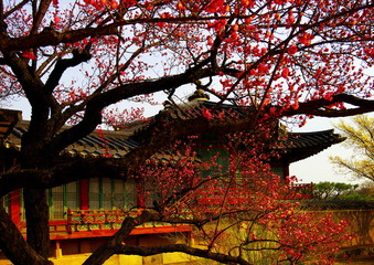 RED PLUM BLOSSOM IS BEAUTIFULL.