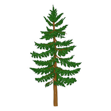 Vector Single Cartoon Spruce. Evergreen Conifer Tree