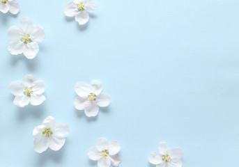 Naklejka na ściany i meble Spring white flowers on textural blue paper. Spring background for design and decoration.