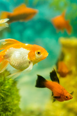 Tropical colorful fishes swimming in aquarium with plants. fish in freshwater aquarium with green...
