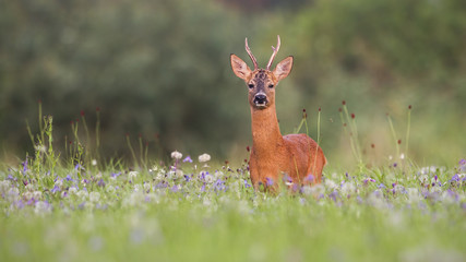 Roe deer buck, capreolus capreolus, with green blurred background for copy. Male deer stag in nature.