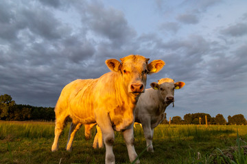 Kühe und Bullen (Charolais) bei Sonnenuntergang auf einer Weide	