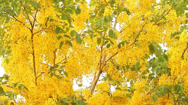 Golden shower  flower  moving by wind, Chiangmai Thailand