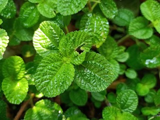 Thai parks in summer40