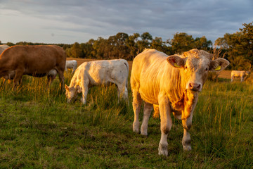 Kühe und Bullen (Charolais) bei Sonnenuntergang auf einer Weide	
