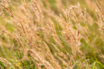 Nahaufnahme von Wiesengräsern im Sommer