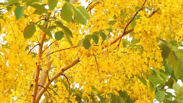 Golden shower  flower  moving by wind, Chiangmai Thailand