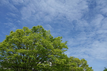 Obraz premium 新緑