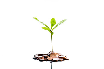 Fototapeta na wymiar Pile of coins with plants and trees Concepts, savings and investments, business growth Economy and bank, white background - image