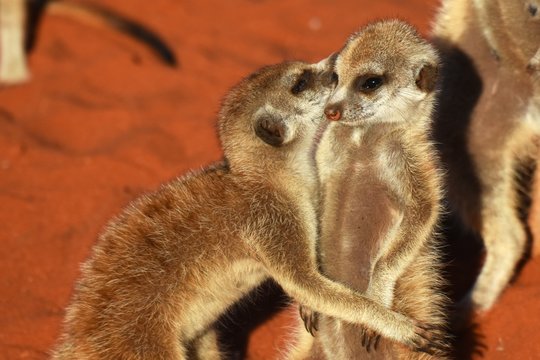 Junge Erdm&auml;nnchen (suricata suricatta) kuscheln in der Kalahari in Namibia