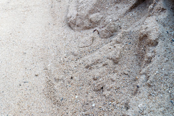 footprints in the sand