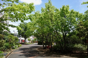 新緑の道