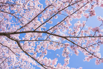 Beautiful cherry blossom with blue sky background. Sakura flower.