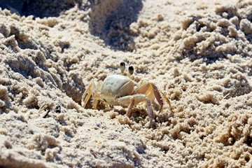 Mr crab