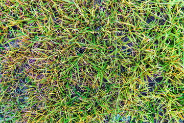 background of green grass