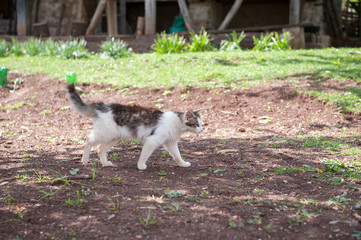 Cat enjoys a sunny day