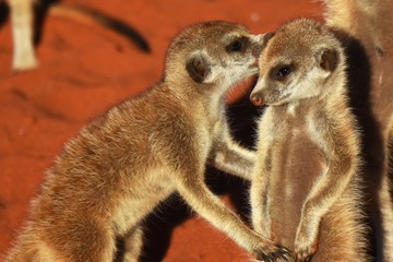 Junge Erdmännchen (suricata suricatta) kuscheln in der Kalahari in Namibia