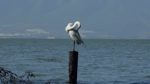 Garza blanca en el lago de Chapala Jalisco M&eacute;xico 