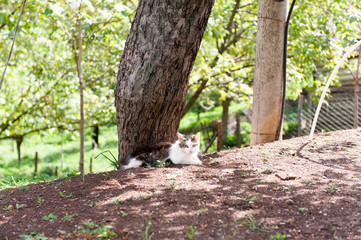 Cat enjoys a sunny day