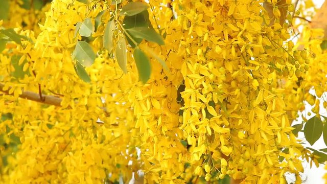 Golden shower  flower  moving by wind, Chiangmai Thailand