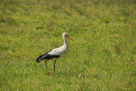 A stork in spring on a wildflower meadow, Spree forest - Germany
