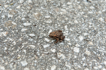 Little brown frog