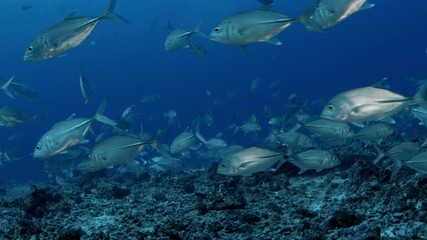 A huge school of Jacks. Big eye Trevally Jack, (Caranx sexfasciatus) Forming a polarized school, bait ball or tornado,Maldives, Indian Ocean, slow motion