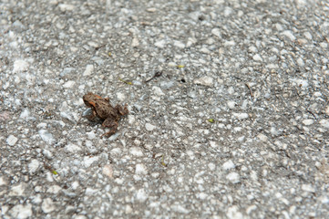 Little brown frog