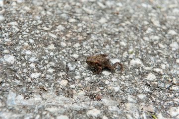 Little brown frog