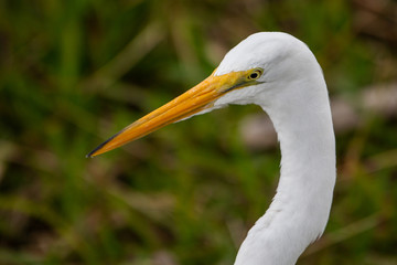 white Egret (ardea alba)