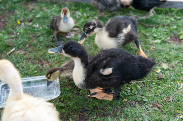 Baby duks in the garden
