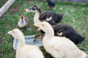 Baby duks in the garden