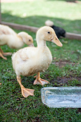 Baby duks in the garden