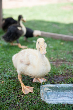 Baby duks in the garden