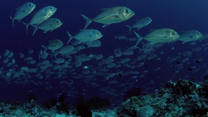 A huge school of Jacks. Big eye Trevally Jack, (Caranx sexfasciatus) Forming a polarized school, bait ball or tornado,Maldives, Indian Ocean, slow motion