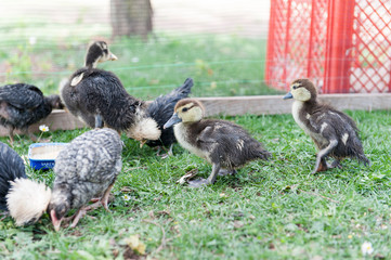 Baby duks in the garden