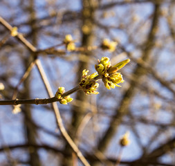 Linden buds, the first fragrant flowers will appear soon. Spring time