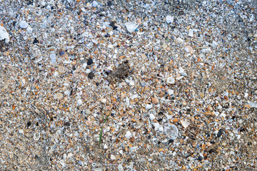 Broken shell in small piece on the beach, Shells of different sizes, shapes and colors cover beaches 