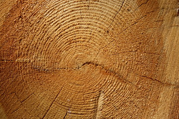 Fototapeta premium Wooden log cut, colour and texture for background or wallpaper