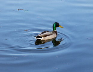 duck and Drake swim in the pond in the Park. Time of spring and love