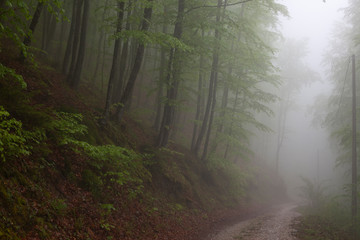 Fototapeta premium forest road on Mountain on cloudy day in Serbia