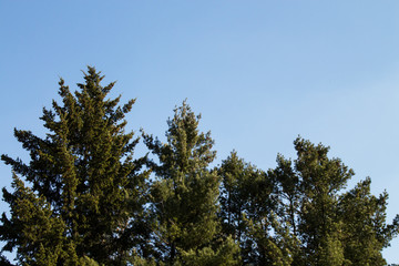 pine tree in a city Park on a background of blue sky. Spring time
