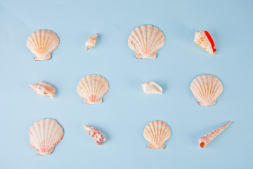 Geometric pattern from rows of seashells of different shapes and colors on blue background. Elegant minimalist style. Creative poster card. Summer tropical spa wellness concept