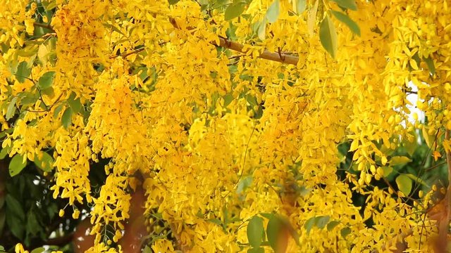 Golden shower  flower  moving by wind, Chiangmai Thailand