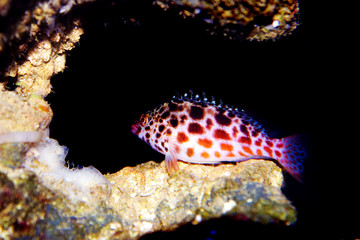 Pixy/Spotted Hawkfish - Cirrhitichthys oxycephalus