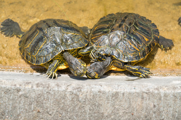 TURTLE
