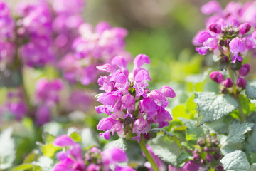 ラミウムの花