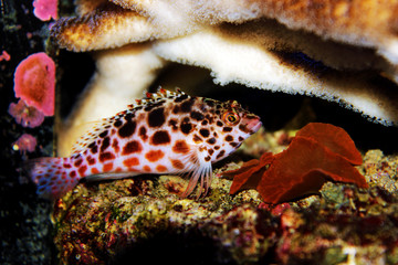 Pixy/Spotted Hawkfish - Cirrhitichthys oxycephalus