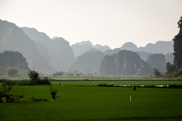 rice field in ninh binh region of northern vietnam - 265485680